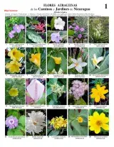 Flores Atractivas - Roadsides & Gardens of Nicaragua