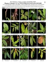 1389_plants_of_lower_putumayo_yaguas_cotuhe.pdf 