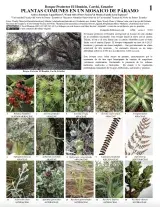 1396_ecuador_de_plantas_el_hondon_carchi.pdf