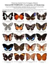 1409_malaysia_butterflies_of_chemerong.pdf (