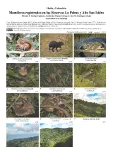  1418_colombia_mammals_registered_in_the_la_palma_and_alto_san_isidro_reserves.pdf 