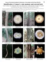 1425_brazil_lianas_of_biociencias_forest_reserve.pdf 