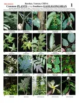 Yunnan -- Baoshan, Southern Gaoligongshan Common Plants