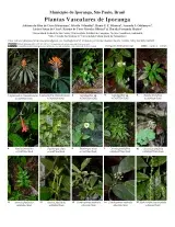 1441_brazil_vascular_plants_of_iporanga.pdf 