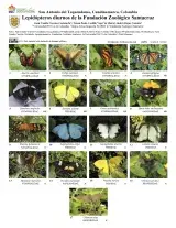 1493_colombia_lepidopteros_fundacion_zoologico_santacruz.pdf