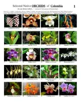 Orchids - Selected Colombian