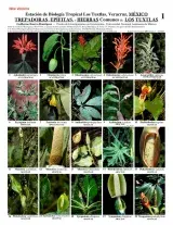 Veracruz -- Los Tuxtlas - Climbers, Epiphytes, & Herbs