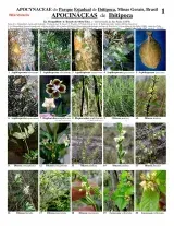 Minas Gerais -- Apocynaceae do Parque Estadual de Ibitipoca