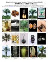 Amazonas -- Manaus Useful Palms