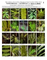 Bahia -- Serra da Jibóia - Ferns & Lycophytes