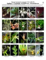 Pará -- Caxiuanã Orchids e Bromeliads