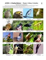 Tolima -- Ibagué Aves de Clarita Botero