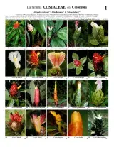 Costaceae en Colombia