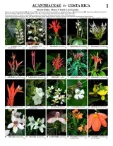 Acanthaceae de Costa Rica