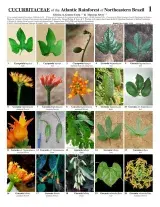 Northeast – Atlantic Rainforest Cucurbitaceae