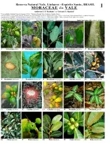 Espírito Santo -- Moraceae de la Reserva Natural Vale