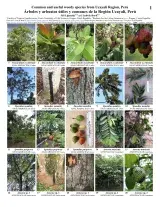 359_common_and_useful_woody_species_of_ucayali.pdf 