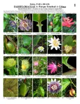 Pará -- Passifloraceae do Parque Estadual do Utinga