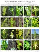 Sergipe -- The genus Habenaria (Orchidaceae)
