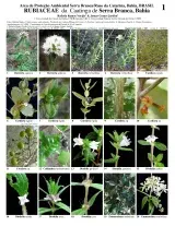 369_brazil_rubiaceae_da_serra_branca_bahia.pdf 