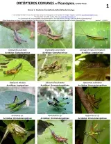 Loreto -- Maynas, Picuroyacu Common Orthoptera