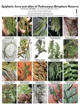 Epiphytic ferns and allies of Podocarpus Biosphere Reserve