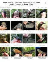 Loja -- Common Birds of Rumi Wilco