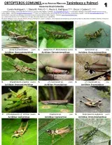 Amazonas -- Leticia, Palmarí Reserve - Orthopterans