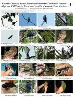 Província Orellana -- Aves de la Estación Científica Yasuní 