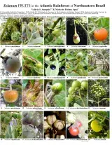Nordeste Brasileiro -- Mata Atlântica Solanum Frutas