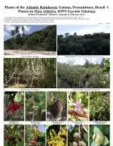Pernambuco -- Goiana, RPPN Tabatinga Plants