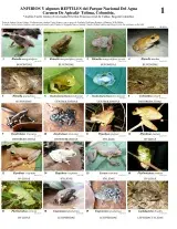 Tolima -- Parque Nacional del Agua Anfibios y Reptiles