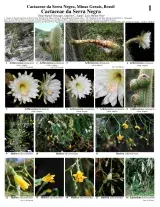 Minas Gerais -- Serra Negra Cactaceae