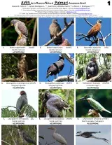 Amazonas --  Palmarí Reserve Birds
