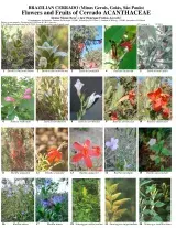 Cerrado -- Flowers and Fruits of Cerrado - Acanthaceae