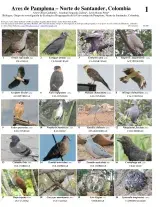 Santander -- Pamplona Birds