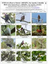 Huila -- San Agustín, Reserva ASOAPA - Birds