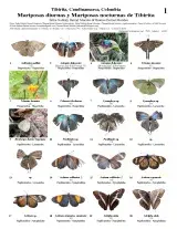 507_colombia_diurnal_butterflies_and_night_moths_of_tibirita.pdf