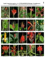 South America -- Species of the Tetramerium Lineage (Acanthaceae)