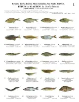 510_brazil_fishes_of_jureia-itatins_reserve.pdf 