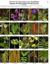 Plantas do Biotopo do Quetzal 