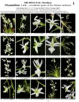 Mata Atlântica -- The genus Phymatidium (Orchidaceae)