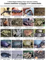 Indiana -- Common Amphibians and Reptiles of Lake and Porter Counties
