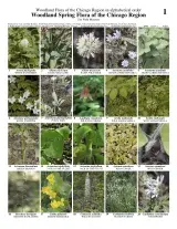575_usa_woodland_spring_flora.pdf