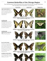 586_usa_common_butterflies_of_the_chicago_region.pdf 