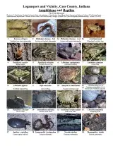 Indiana - Amphibians and Reptiles of Logansport and Vicinity, Cass County 