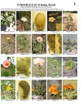 Bahia -- Turneraceae