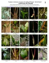 Paraná -- Anthurium (Araceae)