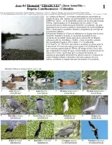 Cundinamarca -- Aves del Humedal Tybabuyes