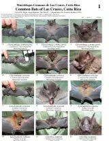 Puntarenas -- Morcegos da Estação Biológica Las Cruces